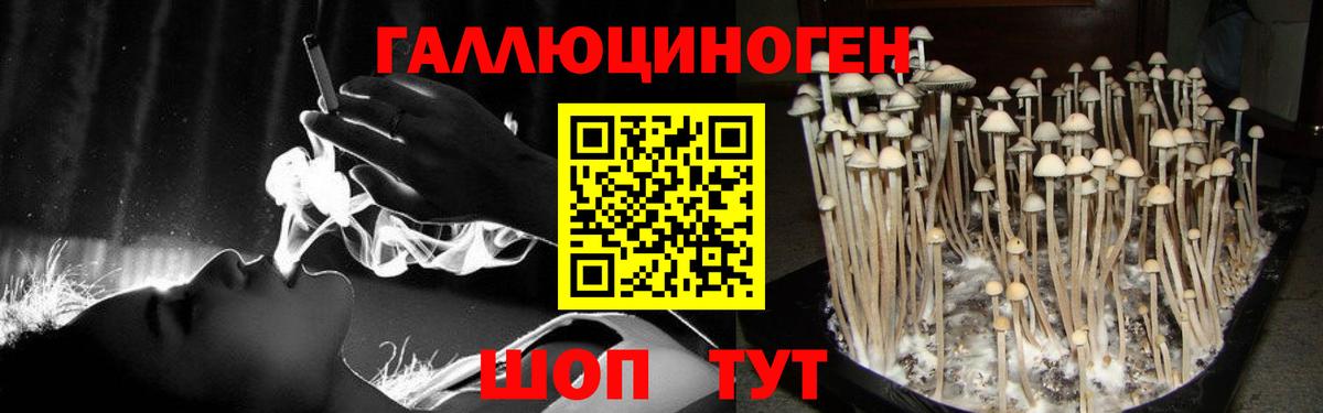 Псилоцибиновые грибы GOLDEN TEACHER Сокол